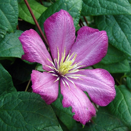 Clematis