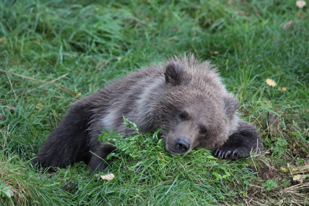 The smallest spring cub of 284