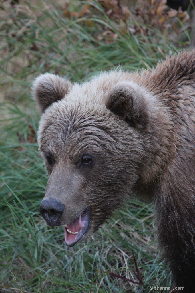 Velcro - 273's yearling cub