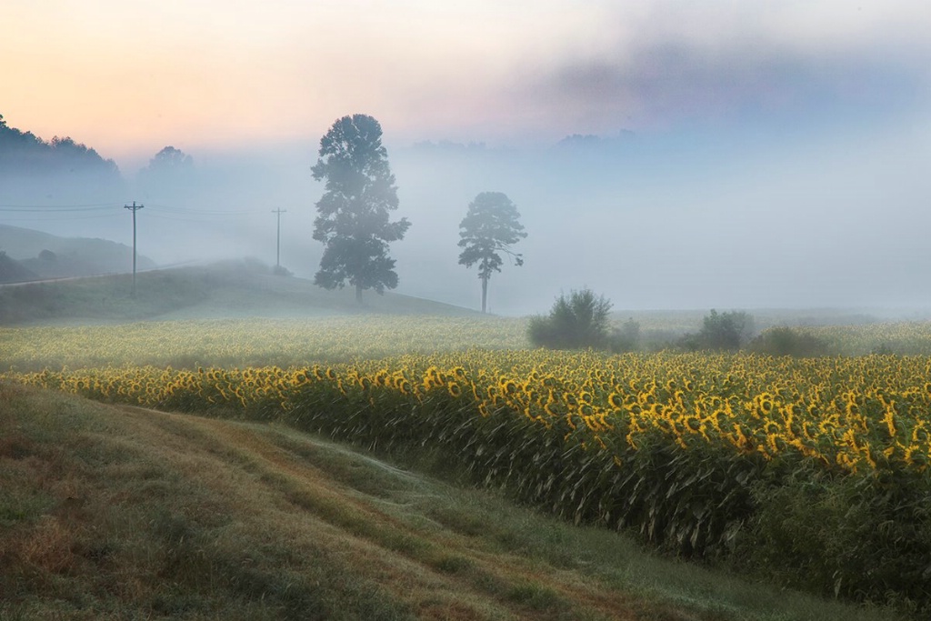 Sunflower Rise