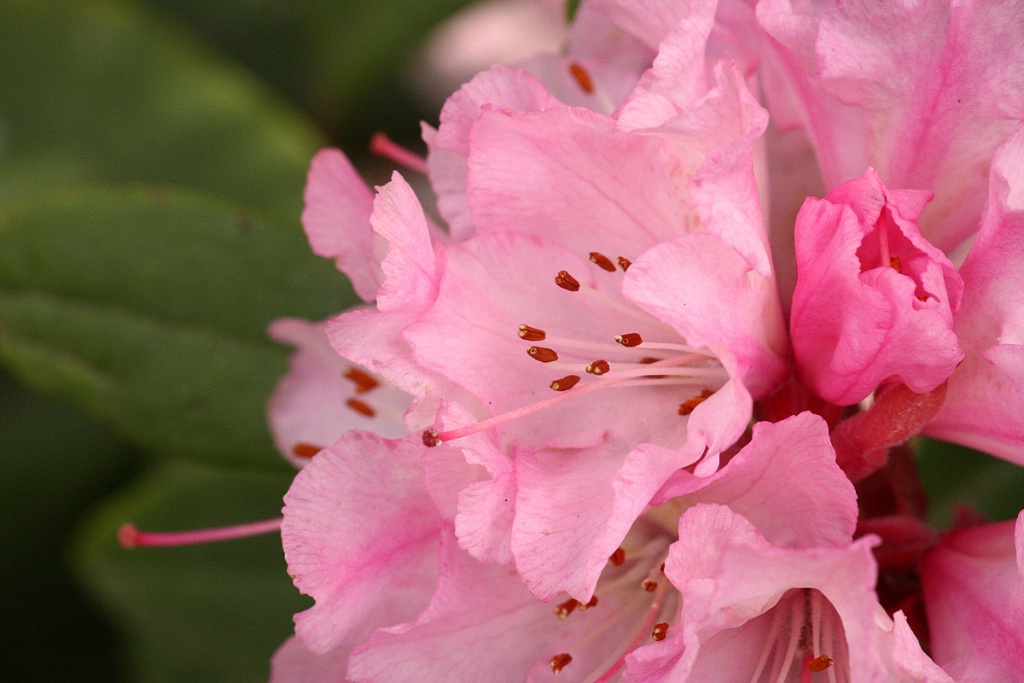 Pink rhododendron close up #2