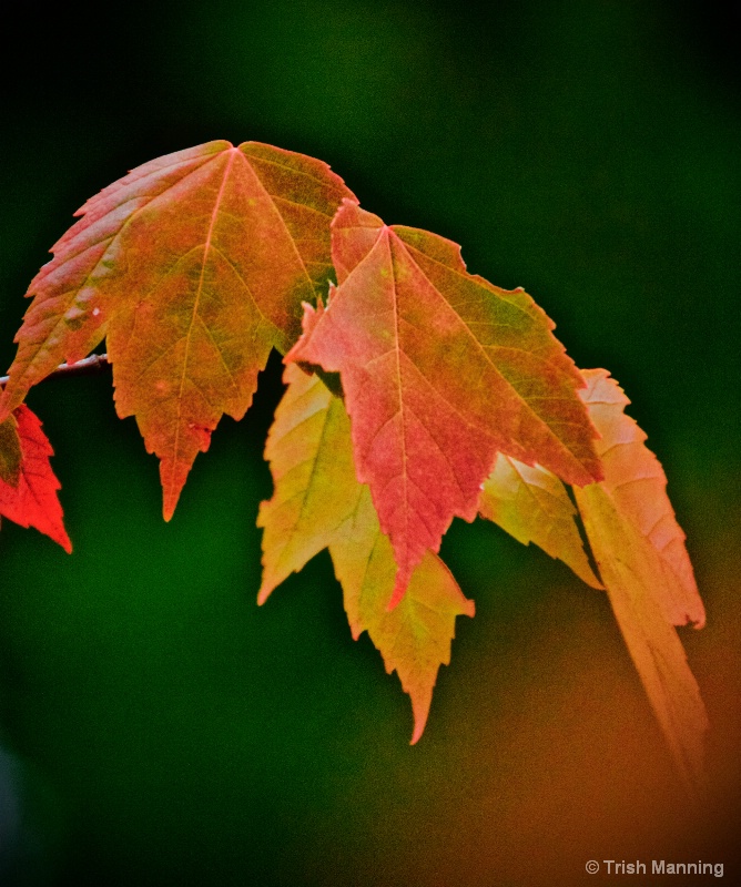 Colors of the leaves...