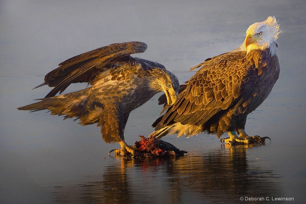 Eagles on Ice - 2 - ID: 15238898 © Deborah C. Lewinson