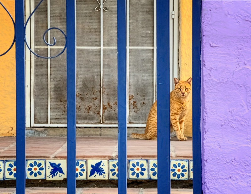 Cat on Porch