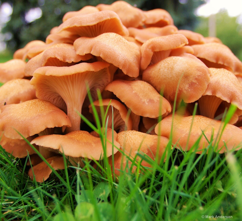 Mushroons