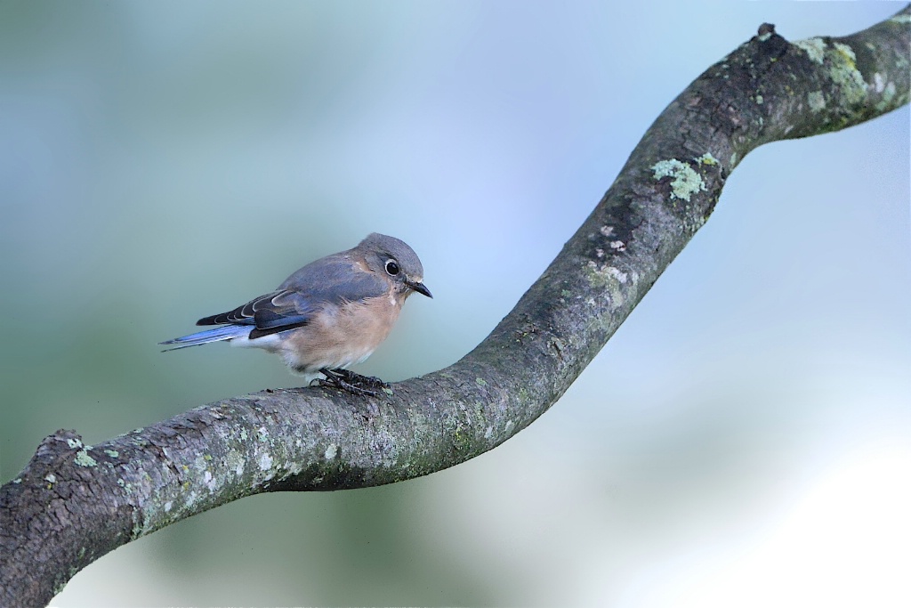 Heavily Caffeinated Bluebird  - ID: 15239124 © Kitty R. Kono