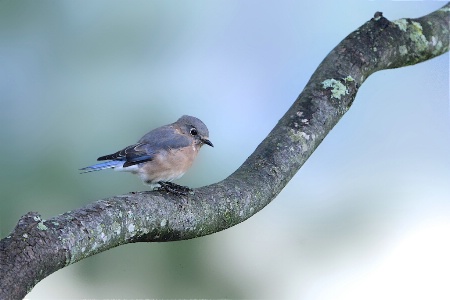Heavily Caffeinated Bluebird 