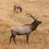 © Elliot Barnathan PhotoID# 15239260: Yellowstone 52