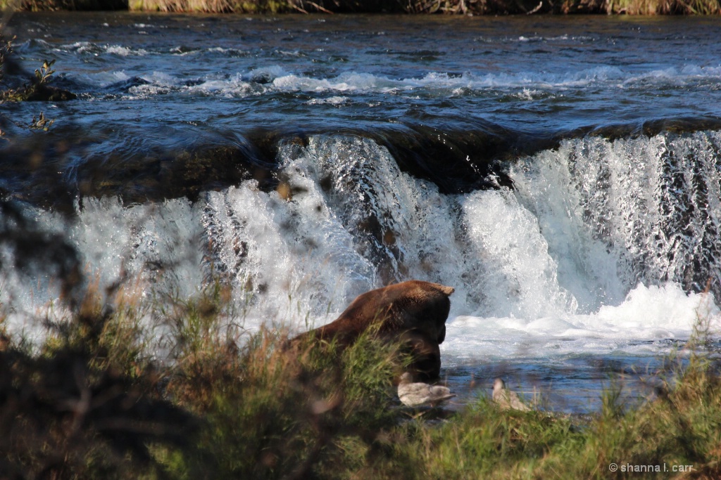 A bear fishing at Brooks Falls