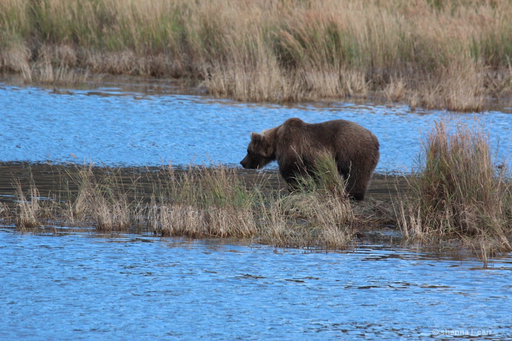 94 and yearling cub playing on Lower River