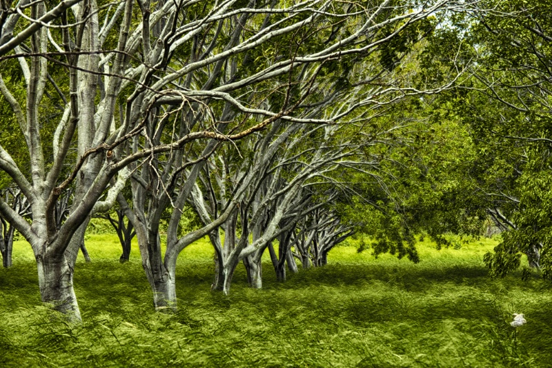 Bare Trees, Green Grass - ID: 15239732 © Viveca Venegas