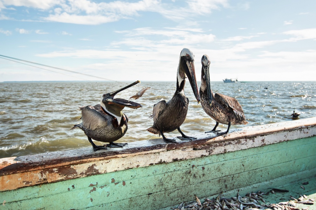 Pelican Toss