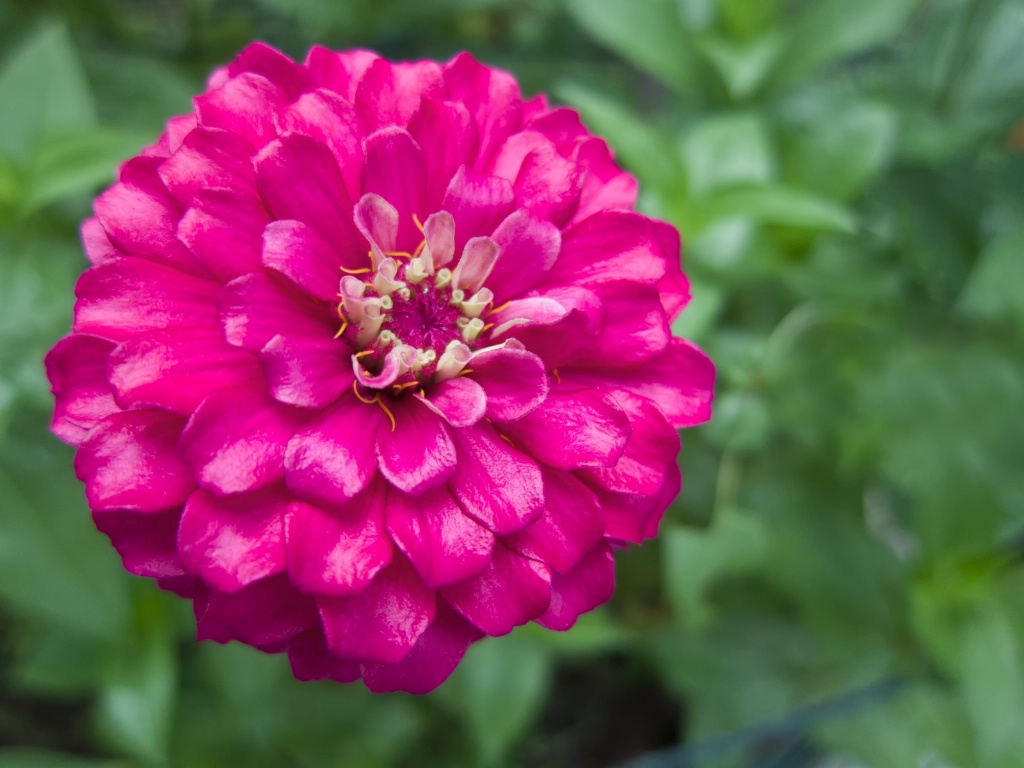 3-D Zinnia