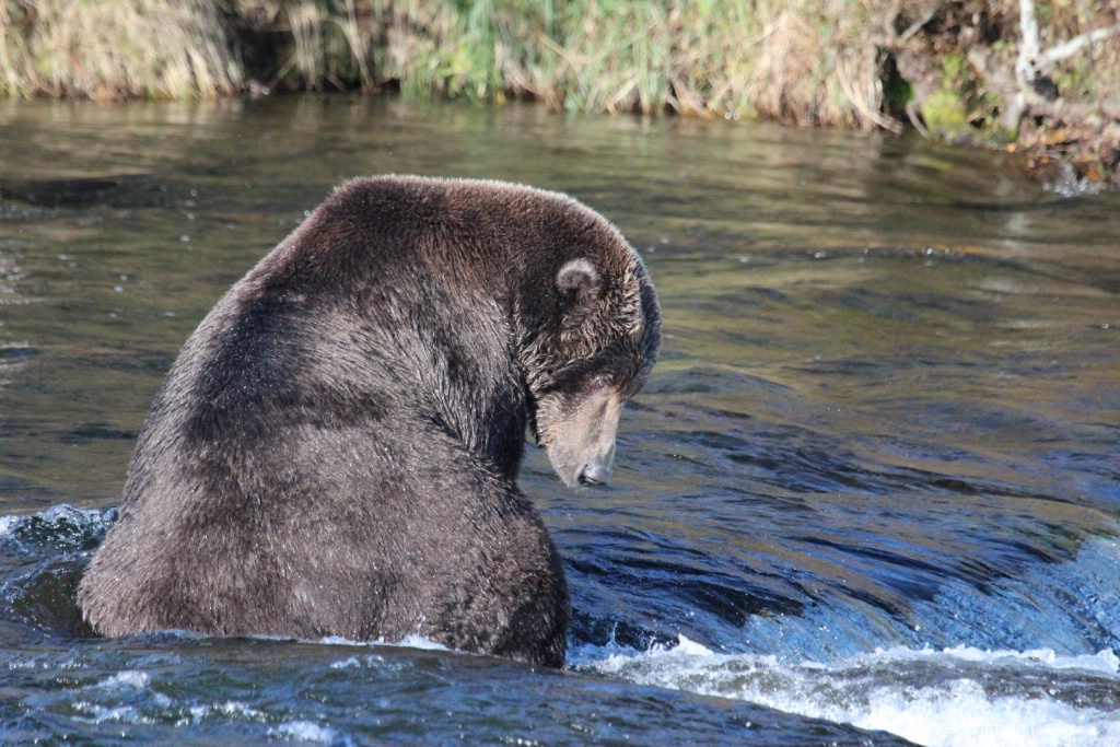 Brown bear # 68 on the Lip of Brooks Falls.