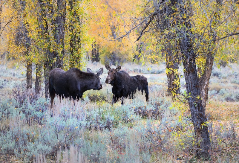 Tetons Moose