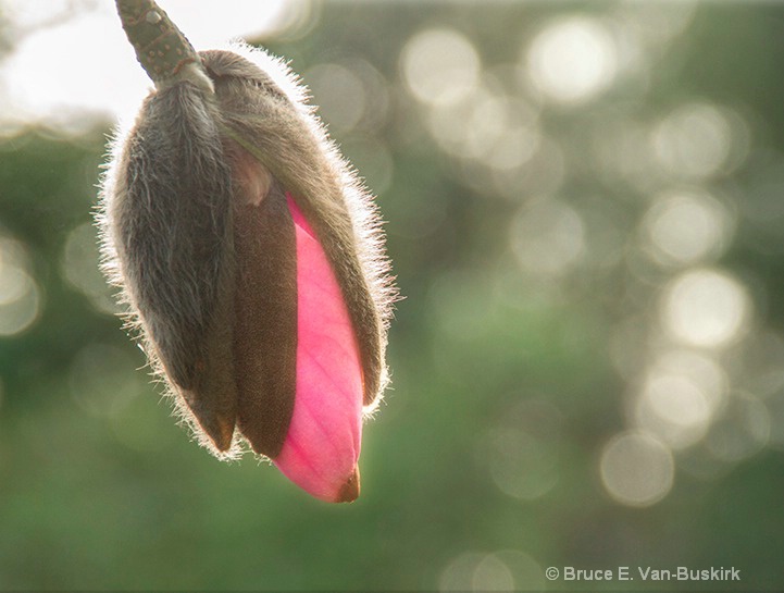 Flower bud