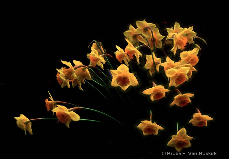 flowers in motion