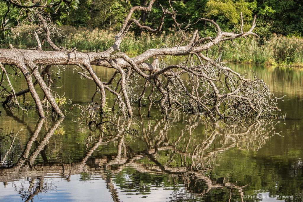 Fallen Tree And Reflection-1-1