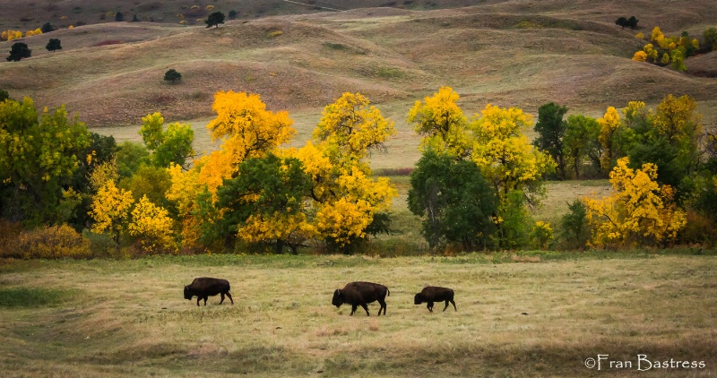 Custer State Park - ID: 15240820 © Fran  Bastress