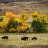 2Custer State Park - ID: 15240820 © Fran  Bastress