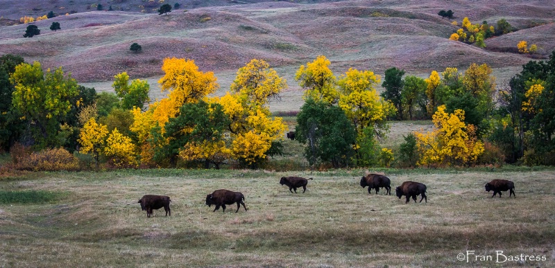 Custer State Park - ID: 15240821 © Fran  Bastress