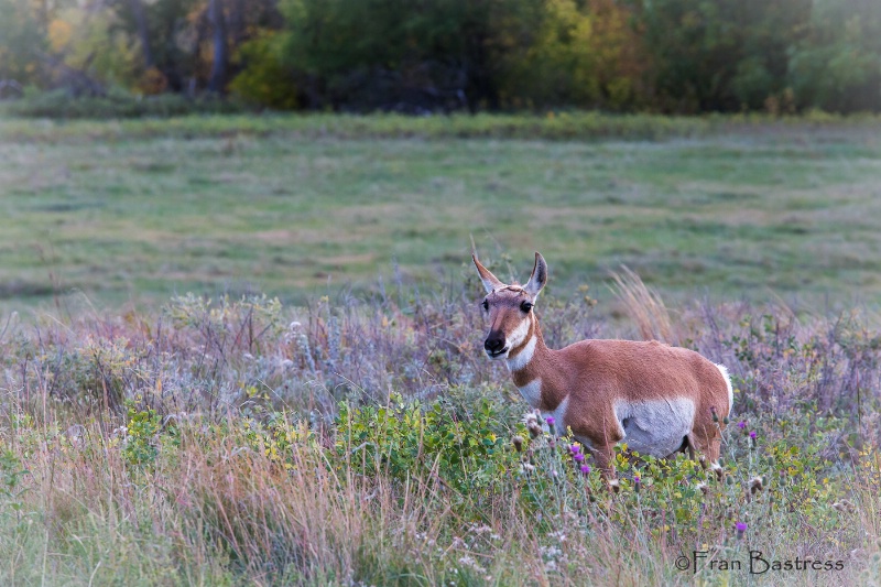 Pronghorn, Custer State Park - ID: 15240827 © Fran  Bastress
