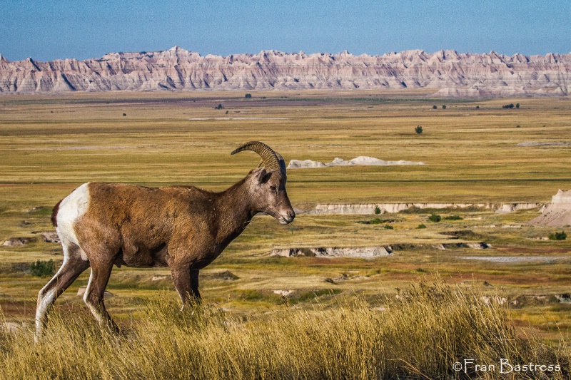 Big Horn Sheep, Badlands - ID: 15240828 © Fran  Bastress