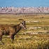 2Big Horn Sheep, Badlands - ID: 15240828 © Fran  Bastress