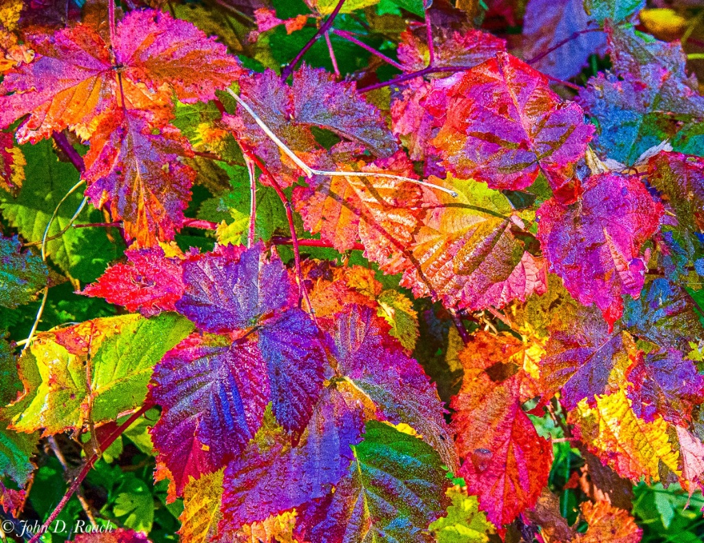 Wet Autumn Leaves - ID: 15240903 © John D. Roach