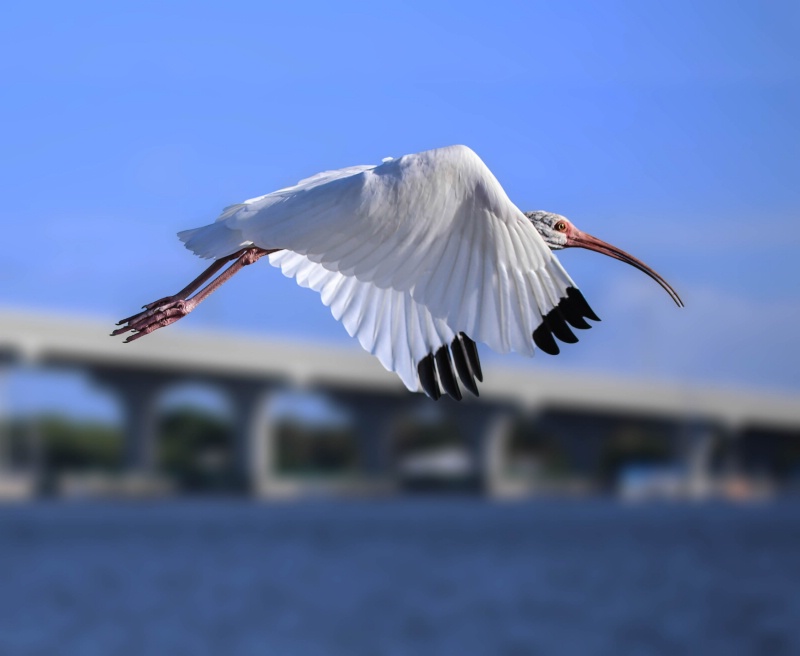 White Ibis