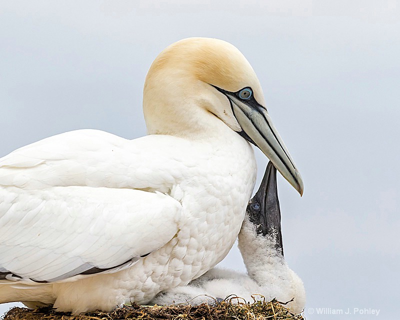 Northern Gannet and chick H2U1566 - ID: 15241122 © William J. Pohley