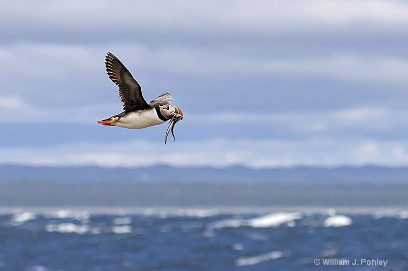 Atlantic Puffin in flight with fish  H7A0014 - ID: 15241169 © William J. Pohley