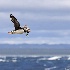 © William J. Pohley PhotoID # 15241169: Atlantic Puffin in flight with fish  H7A0014