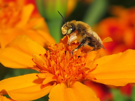 Beautiful Bee