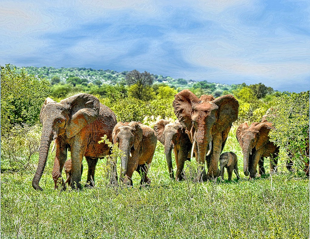 The Red Elephant Group