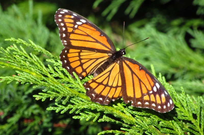 Monarch Butterfly