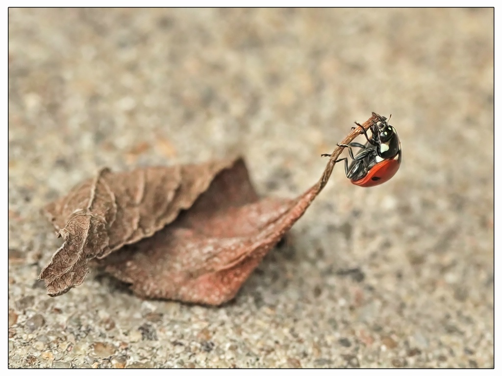 hangin' on to fall