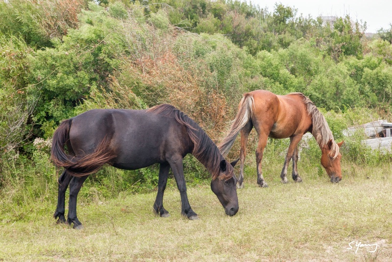 Wild Horses; Corolla, NC