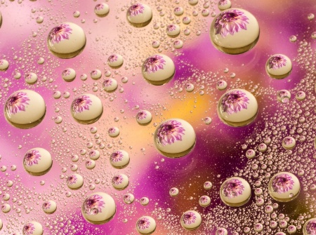 Water Drops and Dahlia