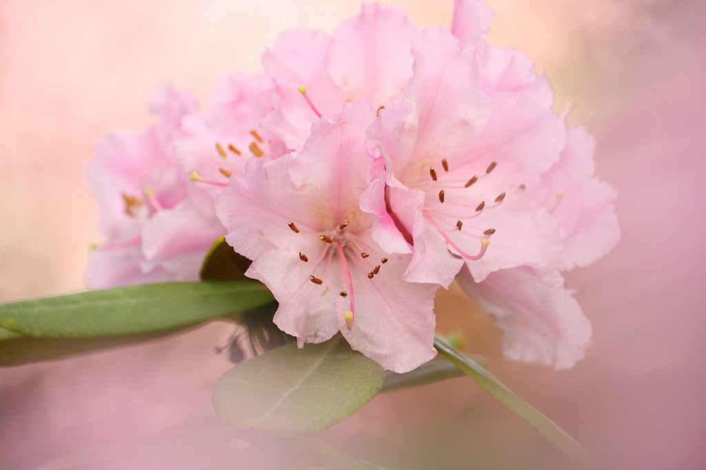 Dreamy rhododendron