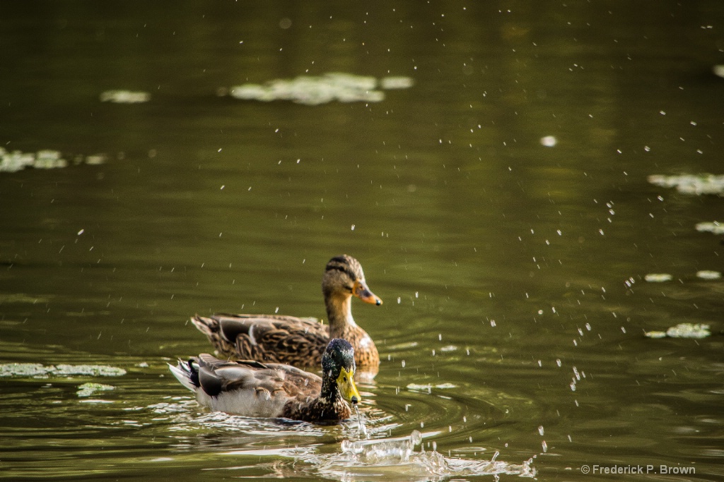 Male duck after putting his head under water-1-1