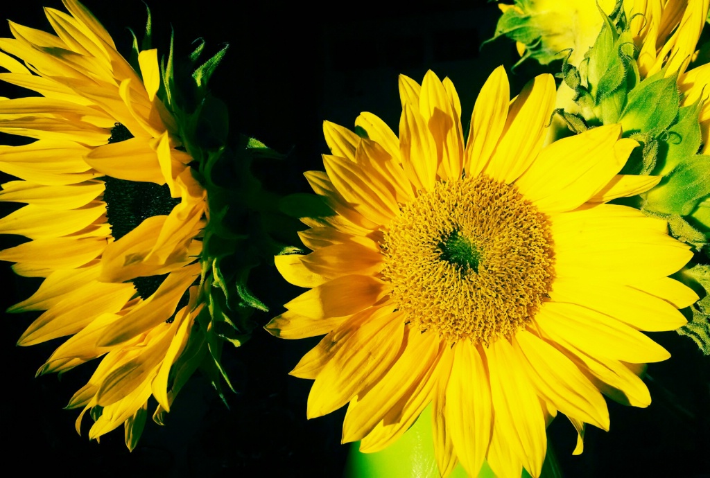 Sunflowers in a Green Vase