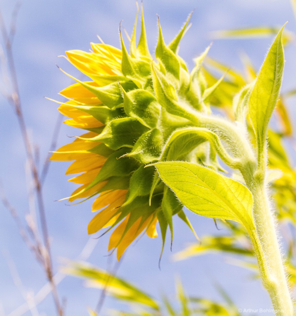 Yellow & Green