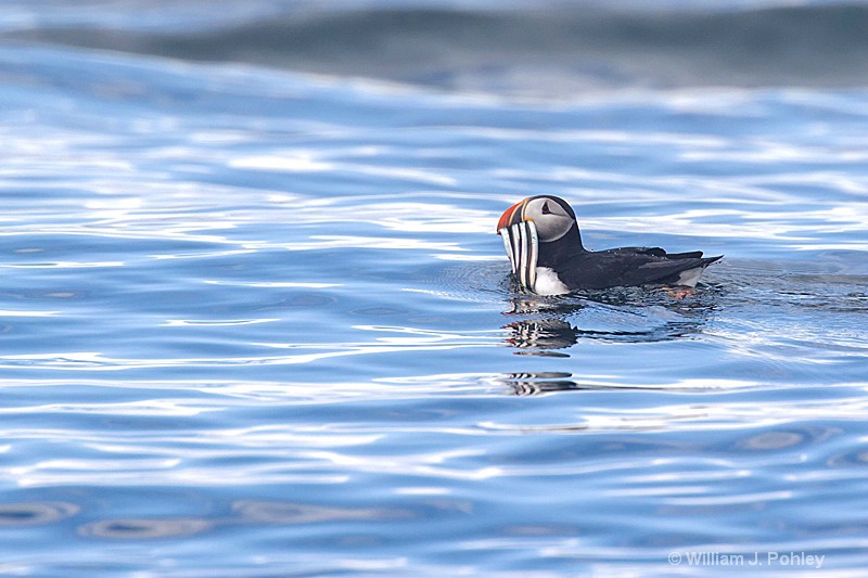 Atlantic Puffin on water with fish H2U6639 - ID: 15242648 © William J. Pohley