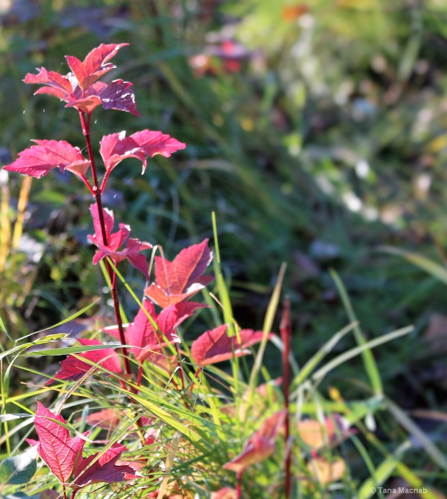 Burning Bush