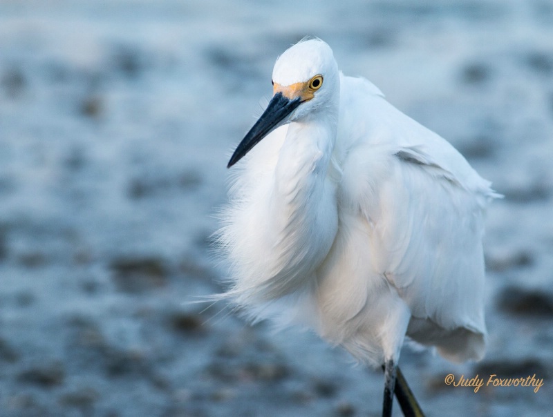 Snowy Egret