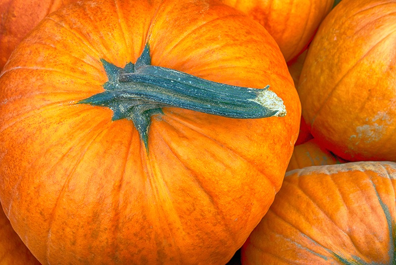 Autumn's Grip - ID: 15243017 © Jeff Robinson