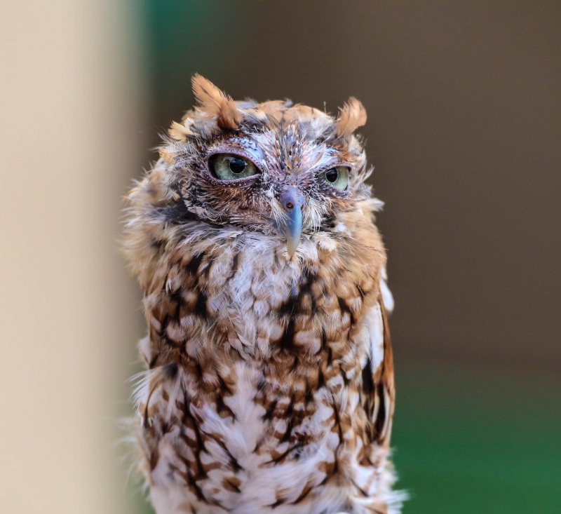 Screech Owl