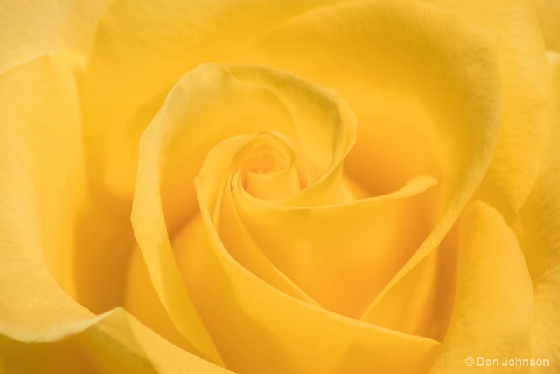 Pale Yellow Rose 10-5-16 003