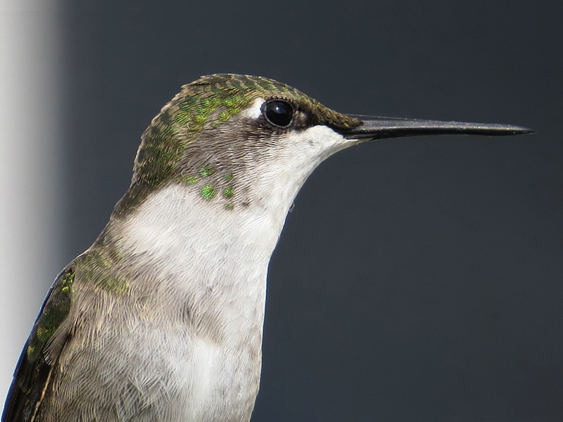 Hummingbird Posed